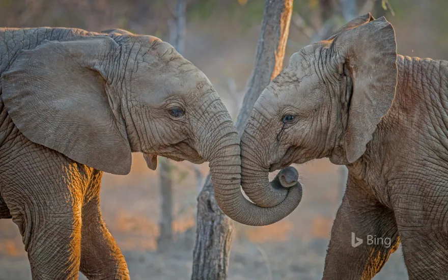 Elephants at Kapama Private Game Reserve in South Africa
