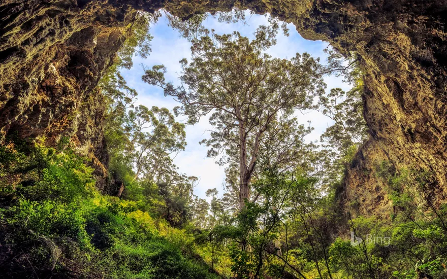 Giant karri tree at the entrance to a cave in the Margaret River area, Western Australia