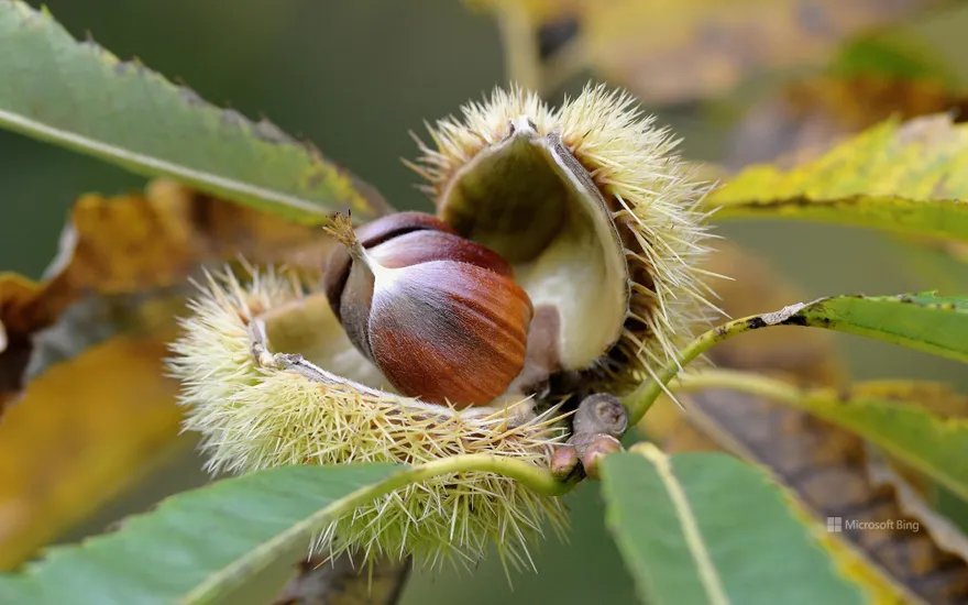 Ripe fruits of a sweet chestnut, North Rhine-Westphalia