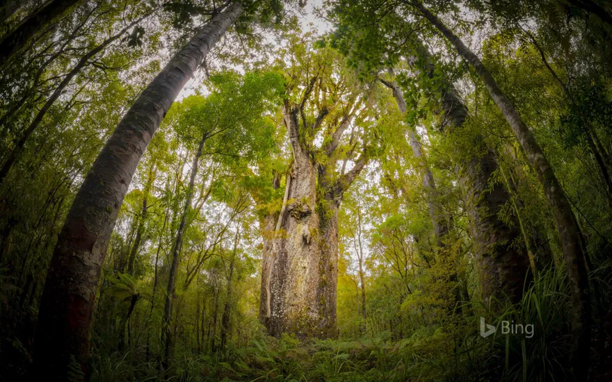 Te Matua Ngahere, a giant kauri tree growing in Waipoua Forest, North Island, New Zealand