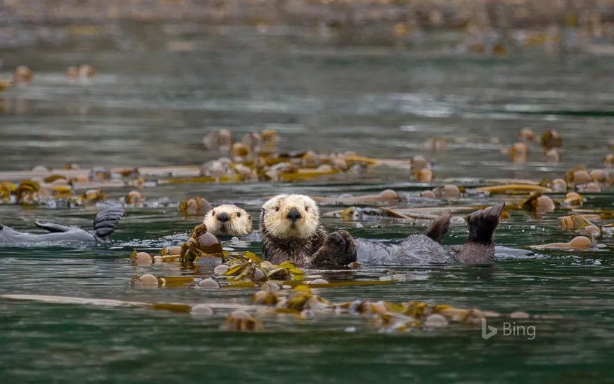 Sea otters in Alaska’s Inside Passage