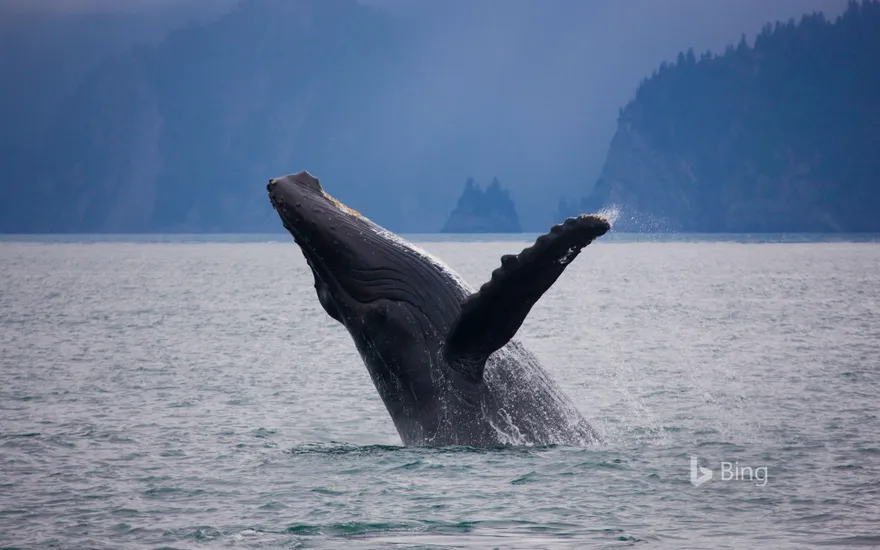 Humpback whale off the shore of Kenai Fjords National Park, Alaska