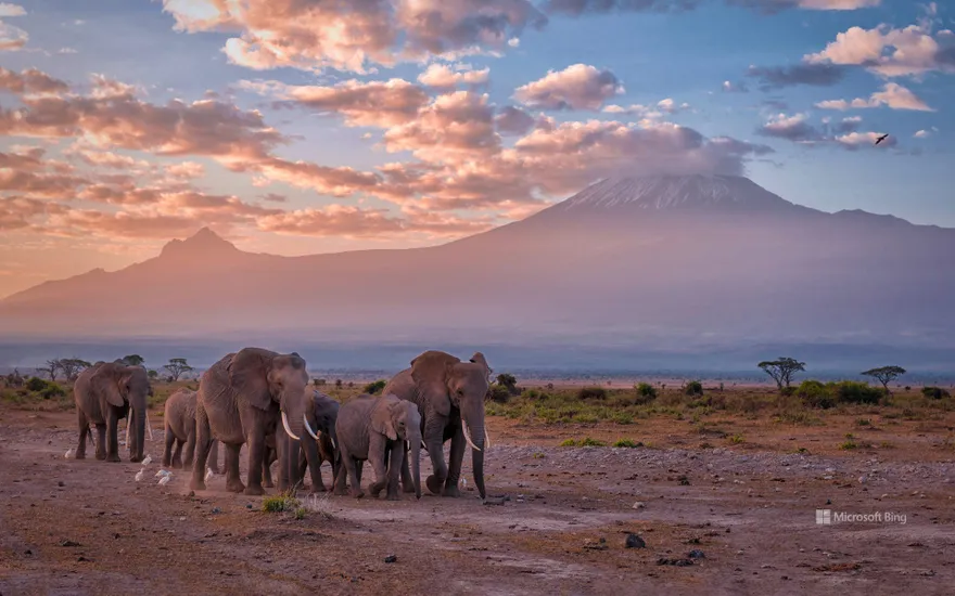 Elephants near Mount Kilimanjaro, Amboseli National Park, Kenya
