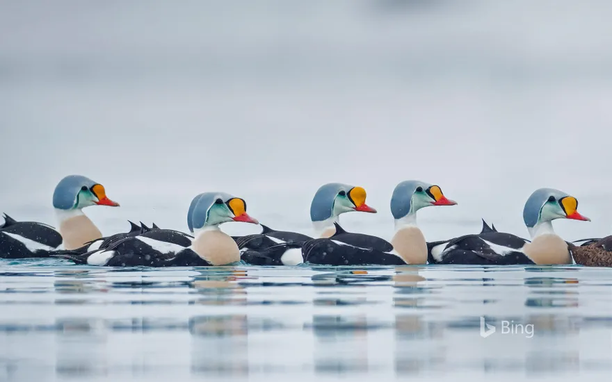 Male king eider ducks swimming in Troms og Finnmark, Norway