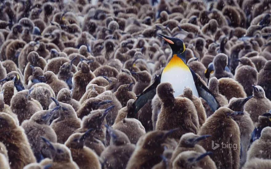 King penguin surrounded by chicks, South Georgia