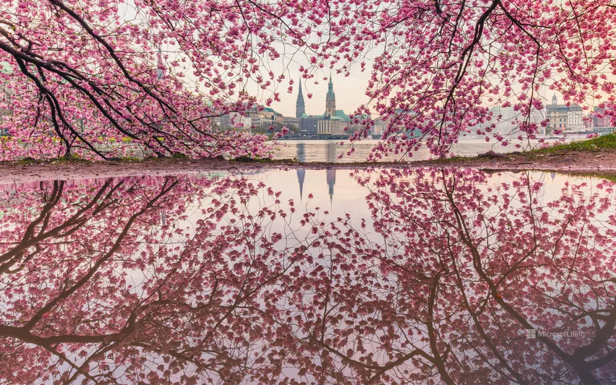 Blossoming cherry trees at the Binnenalster, Hamburg