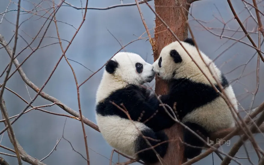 Giant panda cubs in the Wolong National Nature Reserve, China