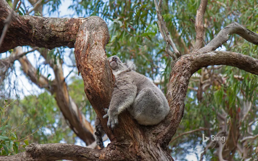 "Bleeding Koala" Australia