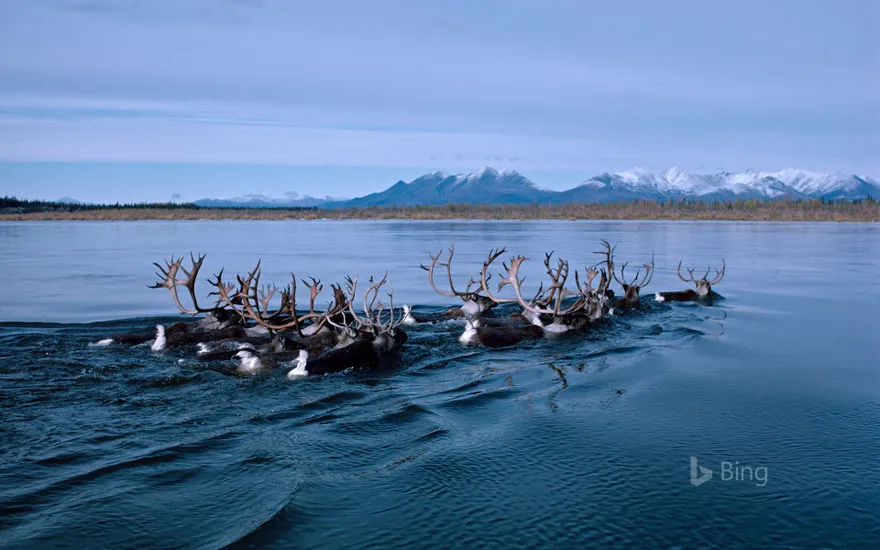 Caribou swimming across Alaska's Kobuk River during fall migration