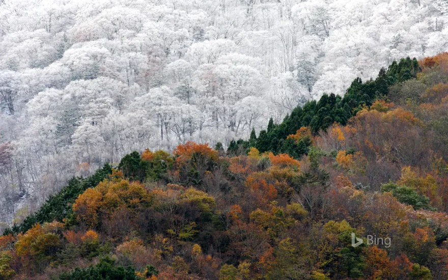 Early snowfall meets the last of the autumn colors, Japan