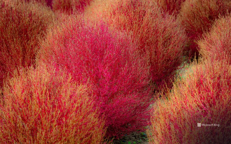 Kochia, Ibaraki prefecture, Japan