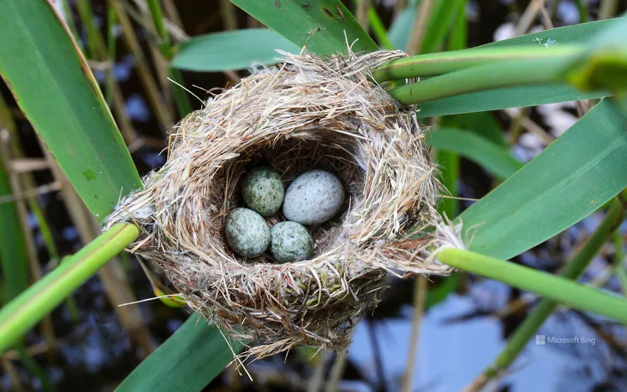 Cuckoo's egg in the nest of a reed warbler, Germany