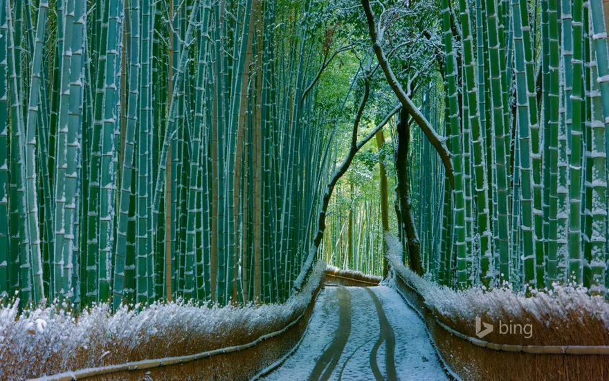 Sagano bamboo forest, Arashiyama, Kyoto, Japan