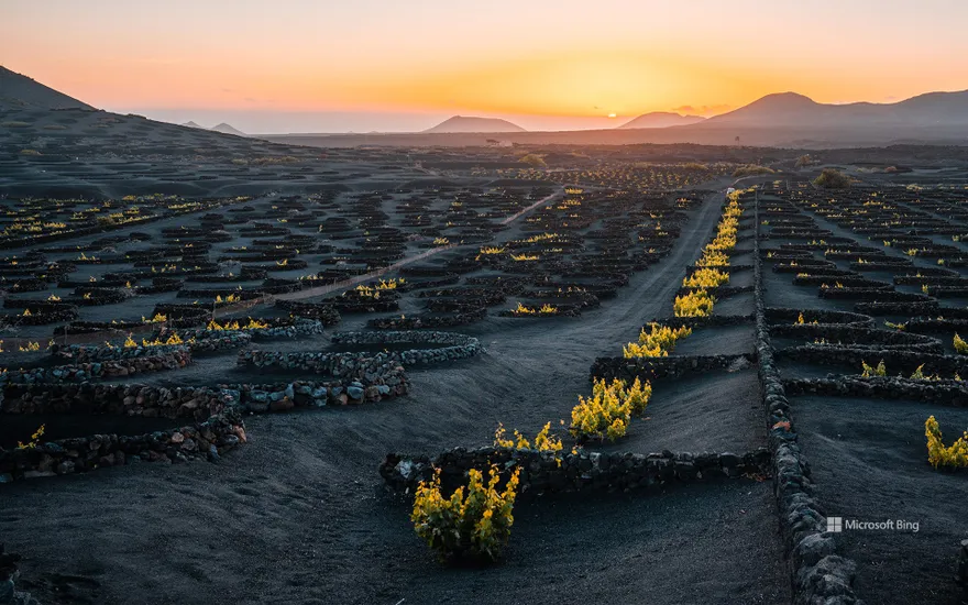 Volcanic vineyard in the La Geria wine region of Lanzarote, Canary Islands, Spain