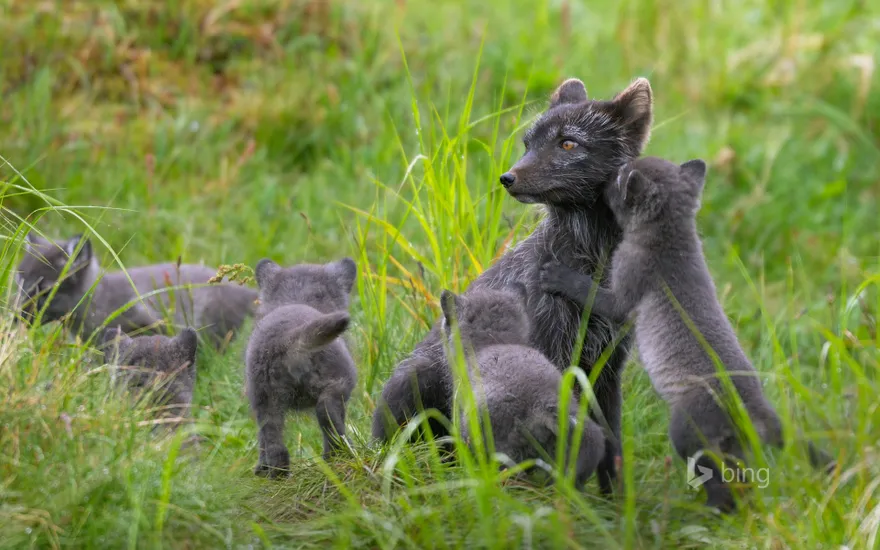 Arctic fox family, Swedish Lapland