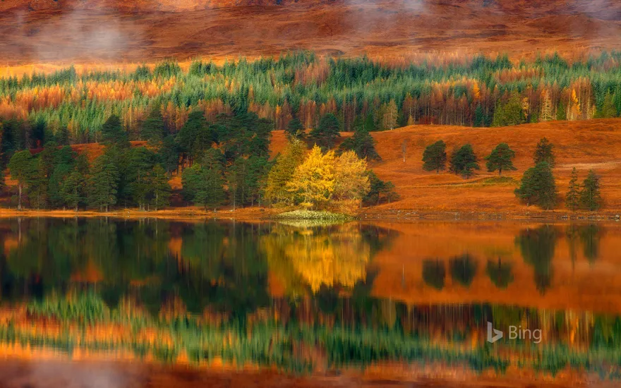 Larch trees at Loch Tulla in the Highlands of Scotland