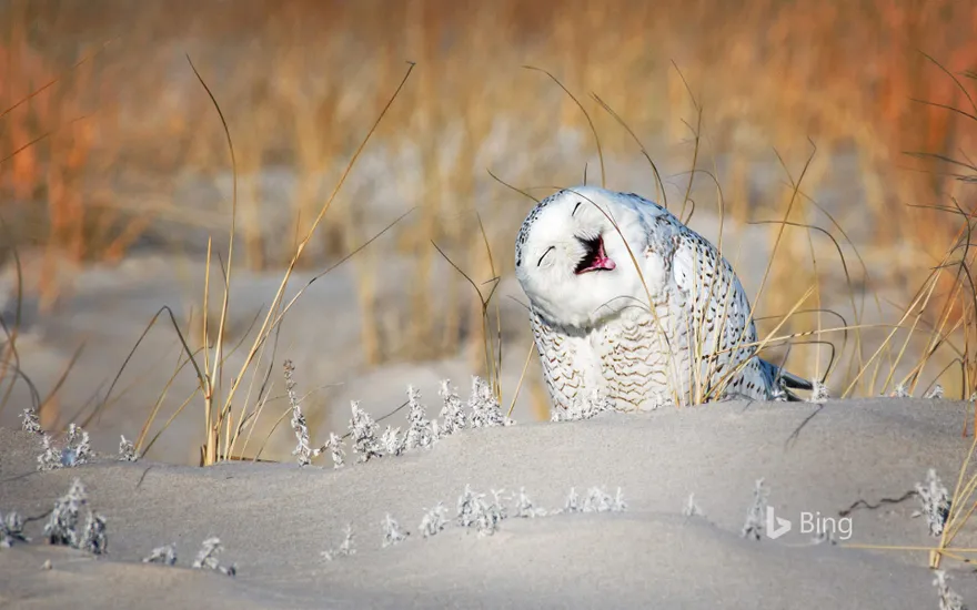 Snowy owl at Jones Beach, Long Island, New York
