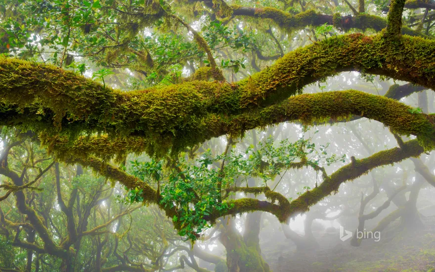 The laurel trees of Madeira Natural Park, Portugal