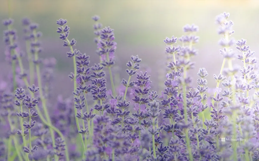 Lavender fields at lavender farm, Islip, Chipping Norton, Oxfordshire