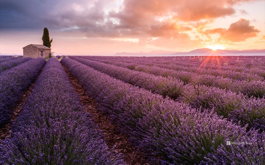 Lavender field on the Valensole plateau at sunrise, Alpes-de-Haute-Provence