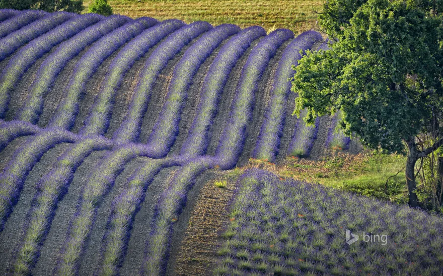 Lavender field on the Valensole Plateau, Provence-Alpes-Côte d'Azur, France
