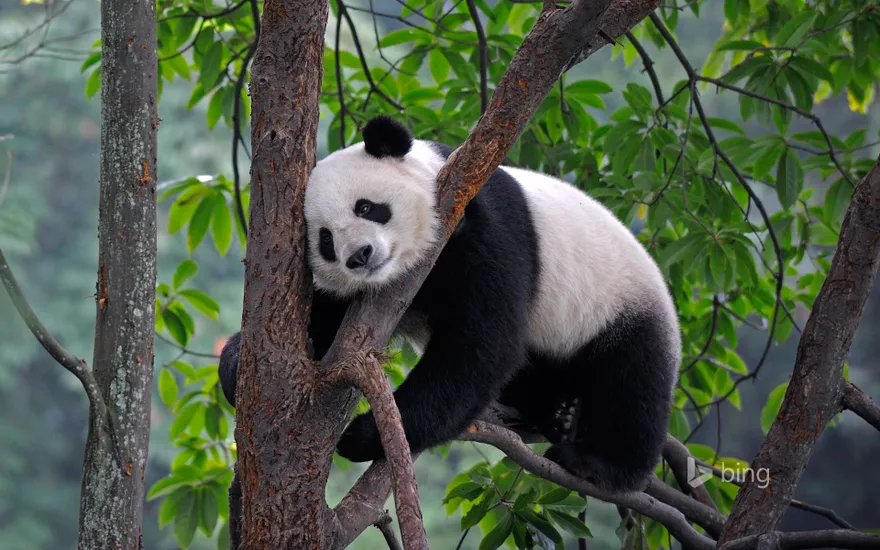 Giant panda at Bifengxia Panda Base in Ya’an, China