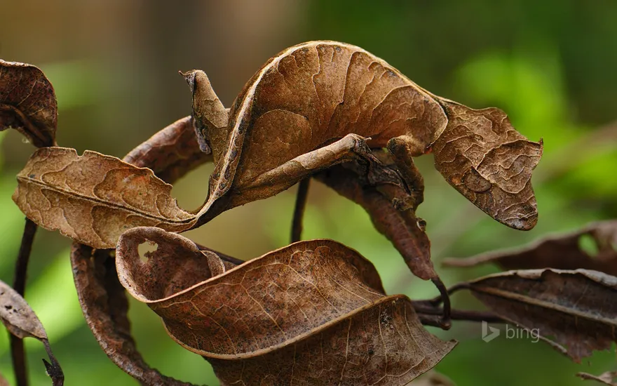 Fantastic leaf-tail gecko in Andasibe-Mantadia National Park, Madagascar