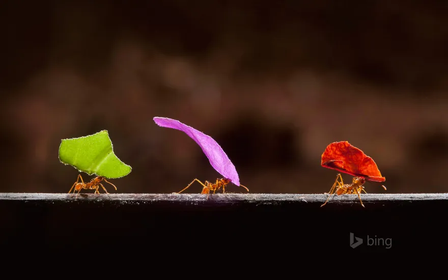 Leafcutter ants in Boca Tapada, Costa Rica