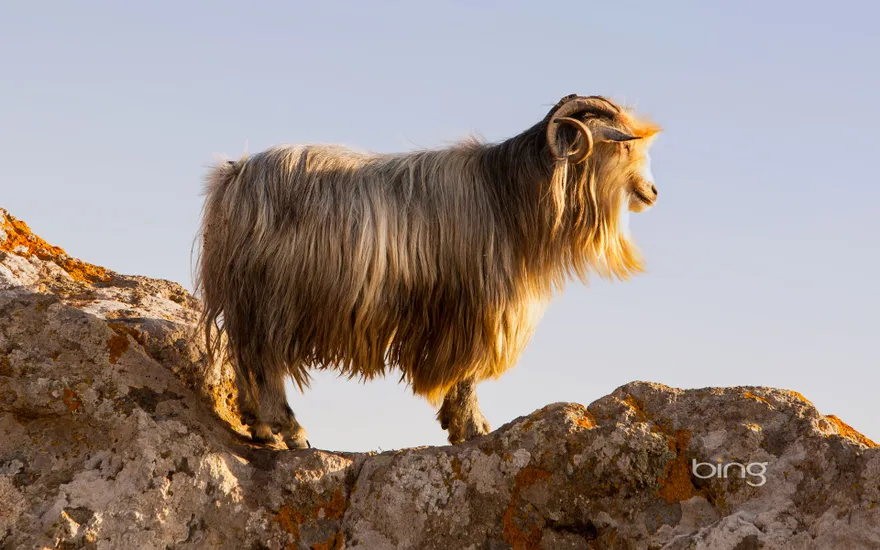 A goat on the castle rocks in Myrina, on the isle of Lemnos, Greece