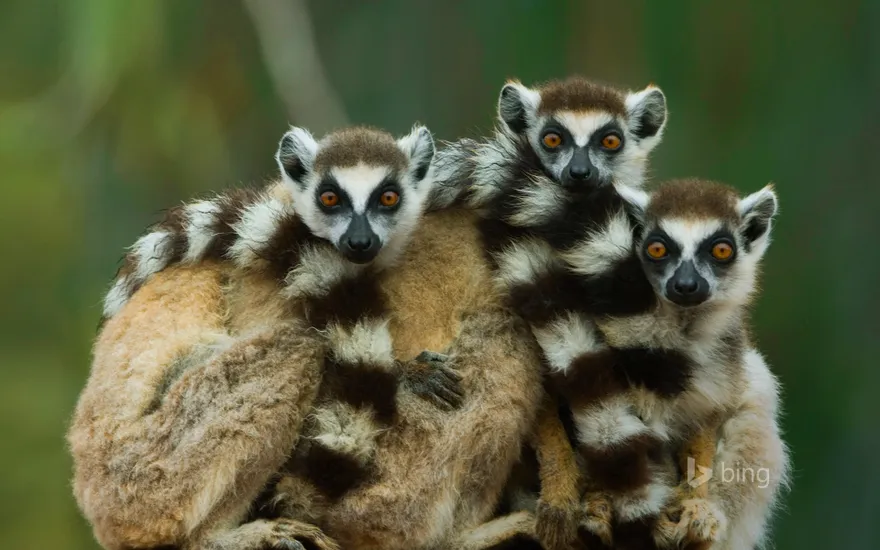 Ring-tailed lemurs at Berenty Reserve in Madagascar