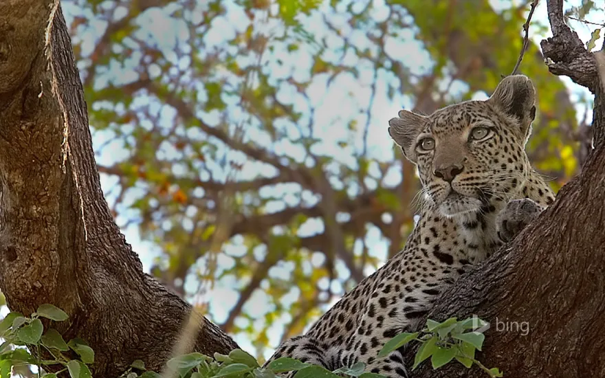 Leopard perched in a tree in the Moremi Game Reserve, Botswana