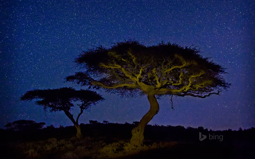 Acacia trees in Lewa Wildlife Conservancy, Kenya