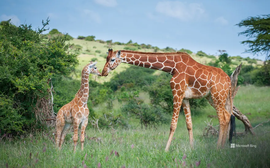 Reticulated giraffe mother greeting calf, Lewa Wildlife Conservancy, Kenya