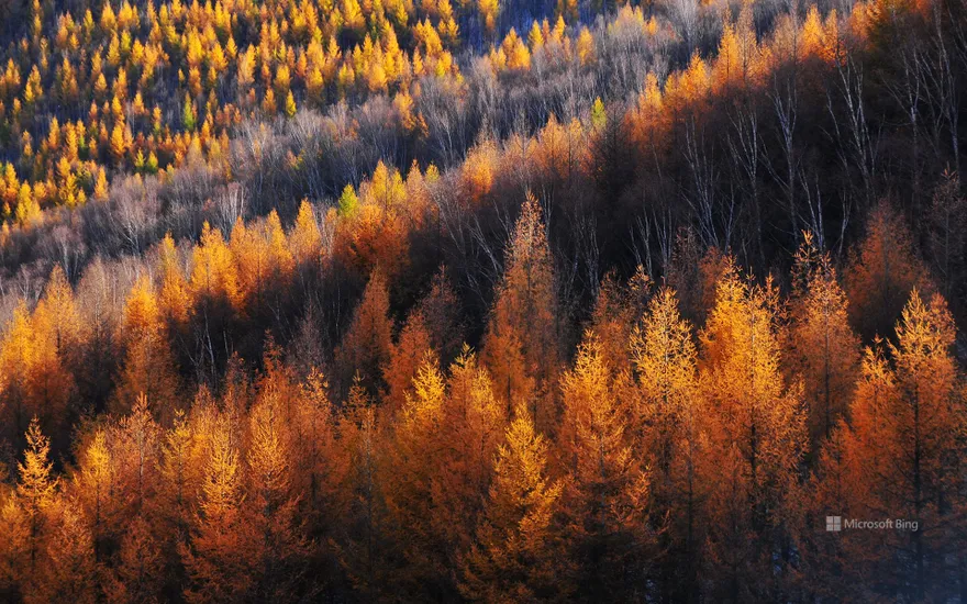 Golden pine trees, Bashang Grassland, China