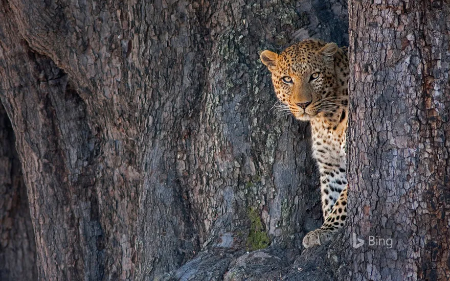 Male leopard in Linyanti Wildlife Reserve, Botswana