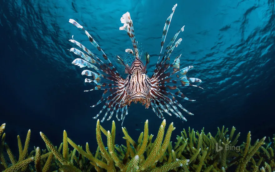 Lionfish swimming off the coast of Indonesia