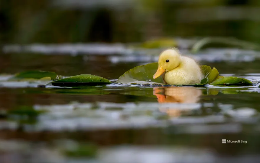 A duckling swimming in a water meadow, Suffolk, England