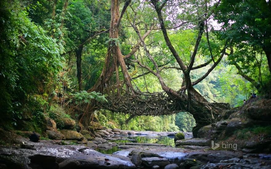 A living bridge in the East Khasi Hills district of Meghalaya, India