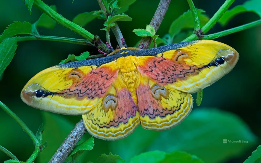 Loepa oberthuri moth