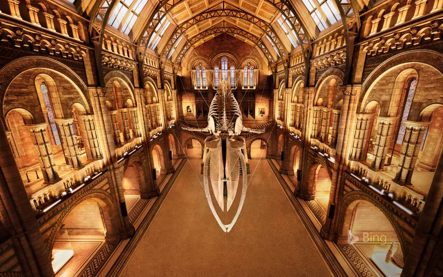 'Hope' the blue whale skeleton at the Natural History Museum, London