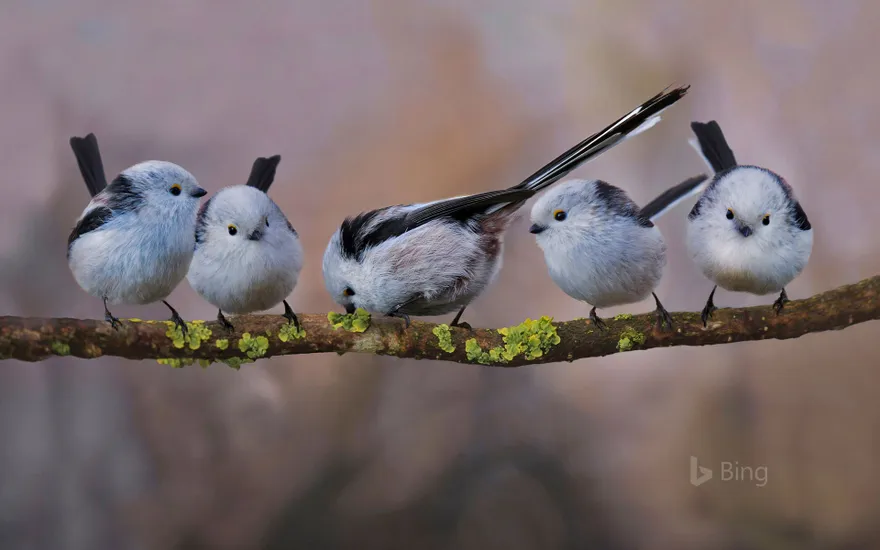 Long-tailed tits in Erding, Germany