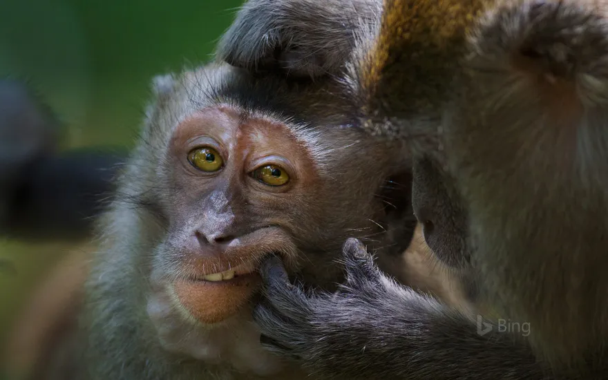 Crab-eating macaque in Bako National Park, Malaysia