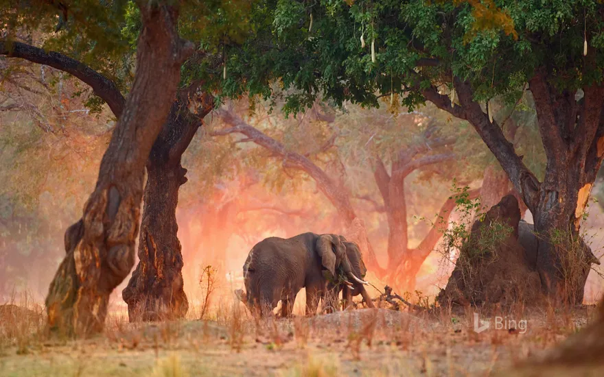 African bush elephants in Mana Pools National Park, Zimbabwe