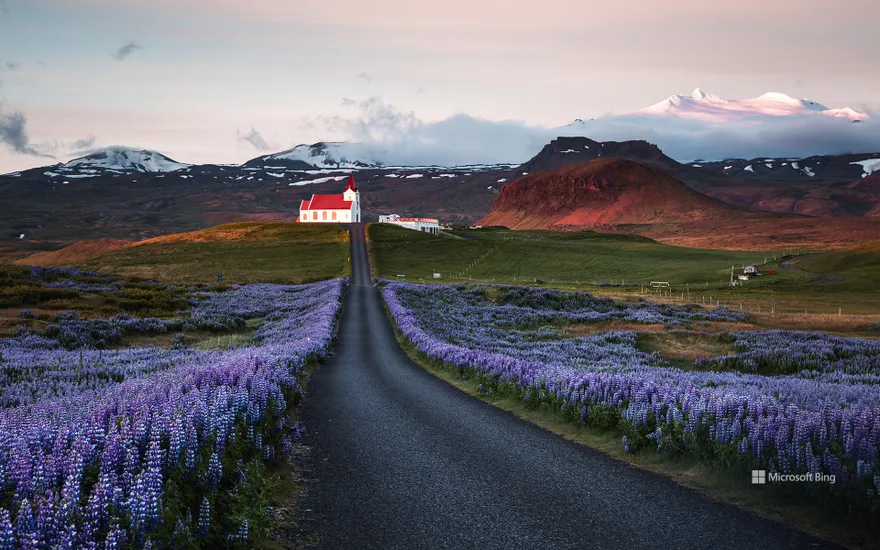 Lupine fields and church at sunrise, Snæfellsnes Peninsula, Iceland