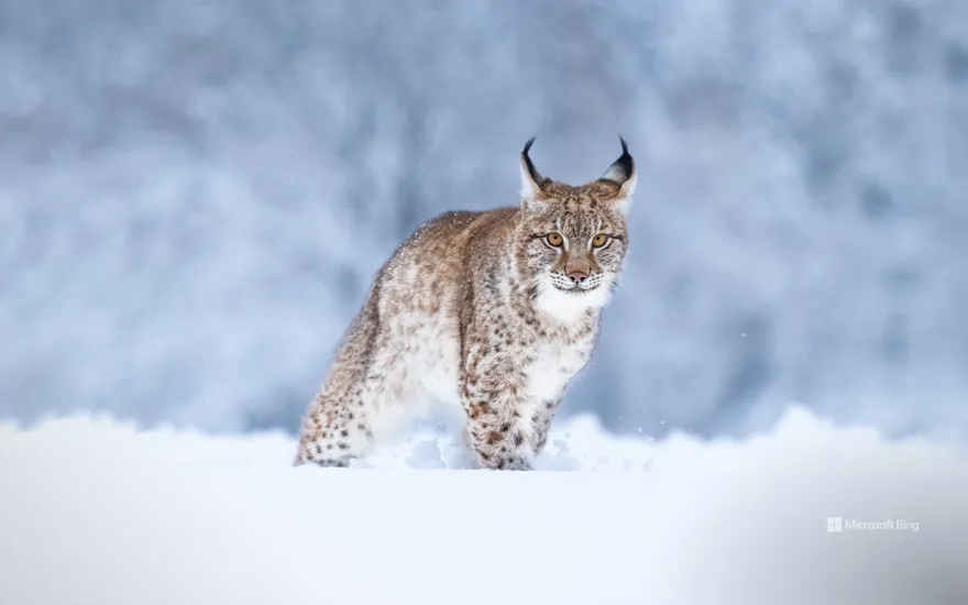 Eurasian lynx in the snow