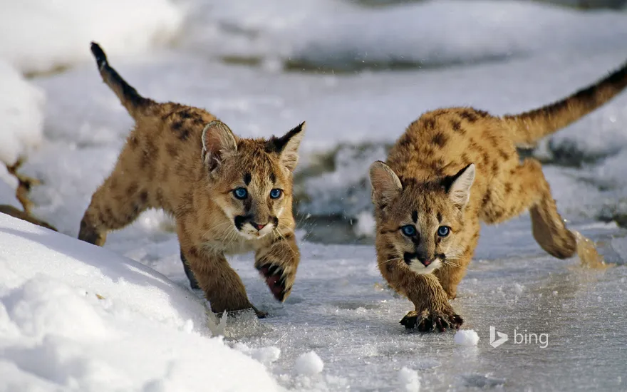 Mountain lion cubs in Utah’s Uinta National Forest