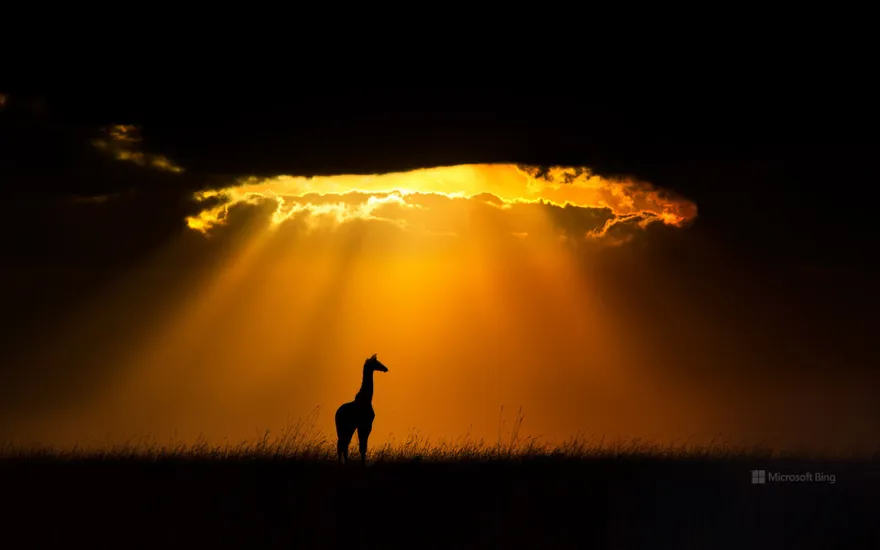 Masai giraffe, Maasai Mara, Kenya