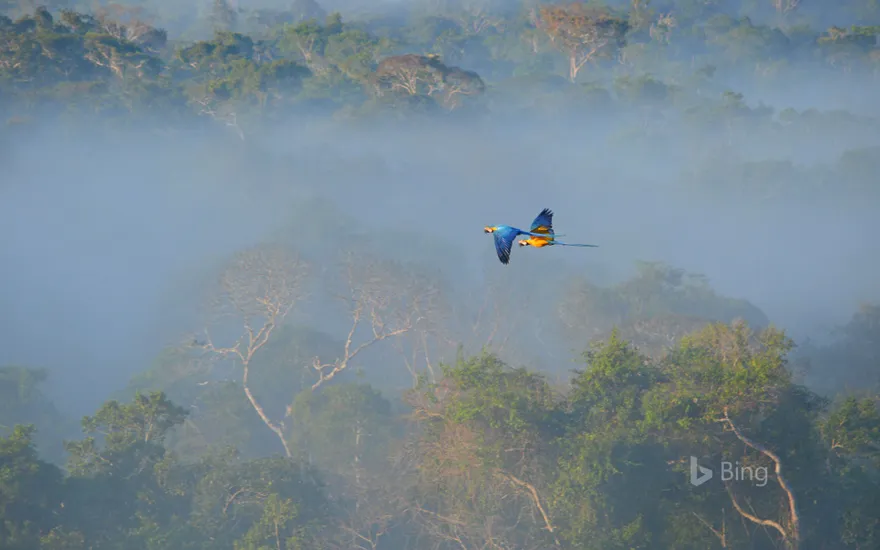 Blue-and-yellow macaws flying over the Amazon, Brazil