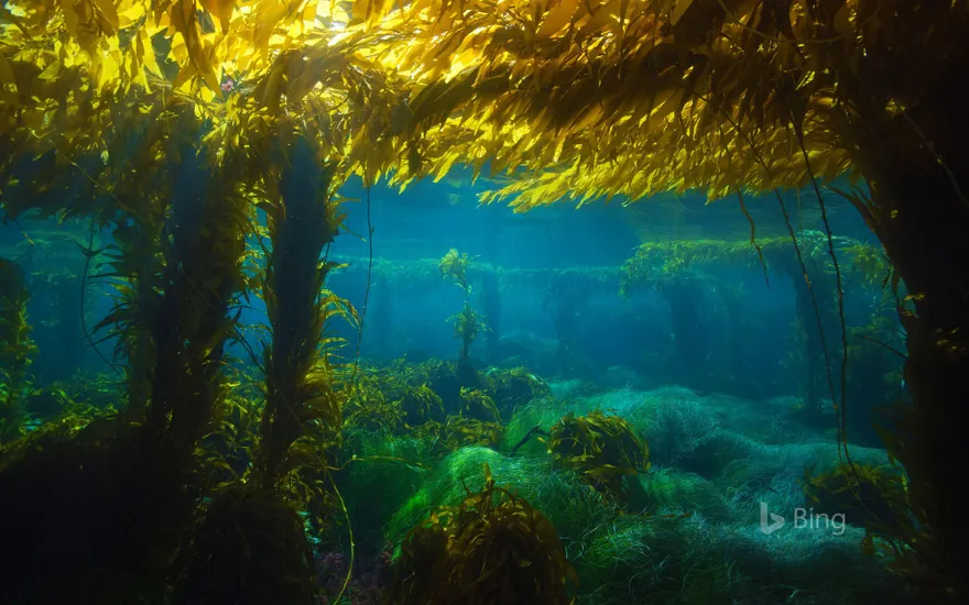 Giant kelp forest near San Clemente Island, California