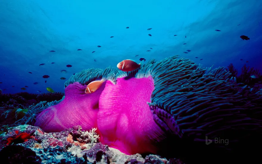 Pink skunk clownfish and magnificent sea anemone in the Great Barrier Reef, Australia
